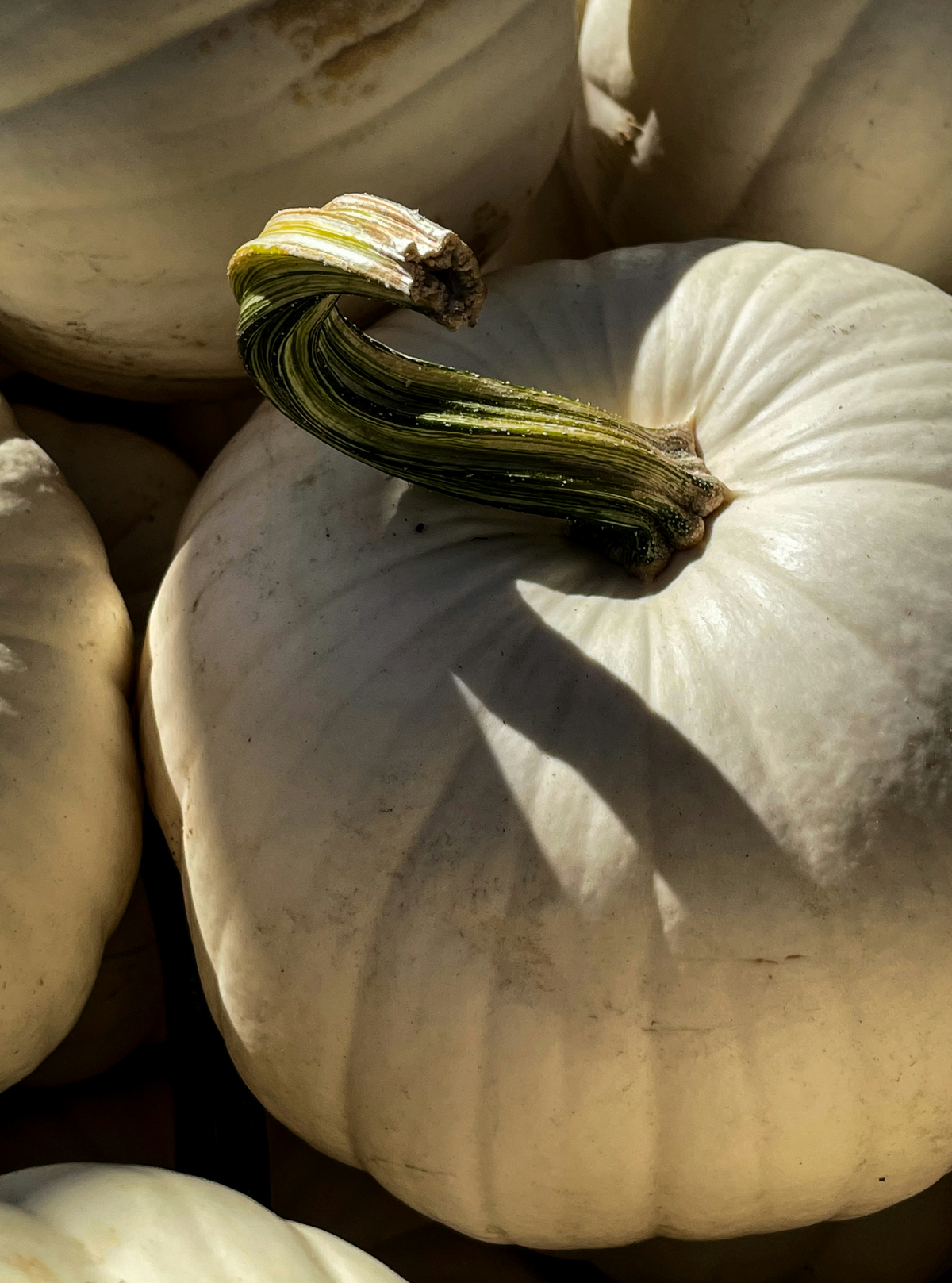 Signature White Pumpkin 12 oz scented candle