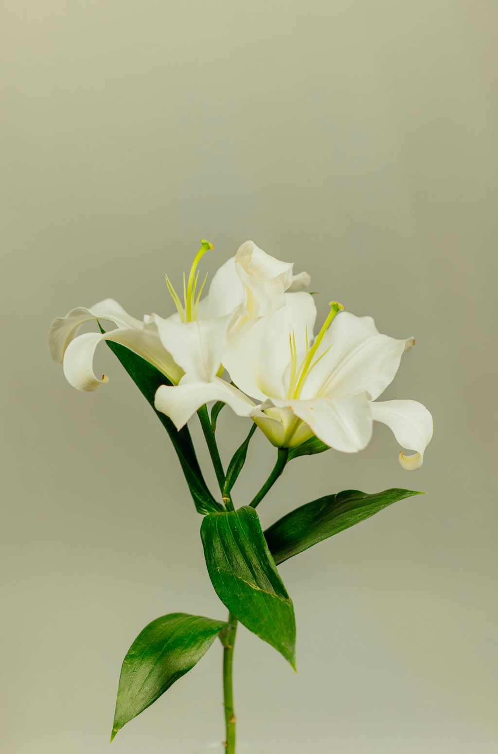 Signature Gardenia 12 oz scented candle