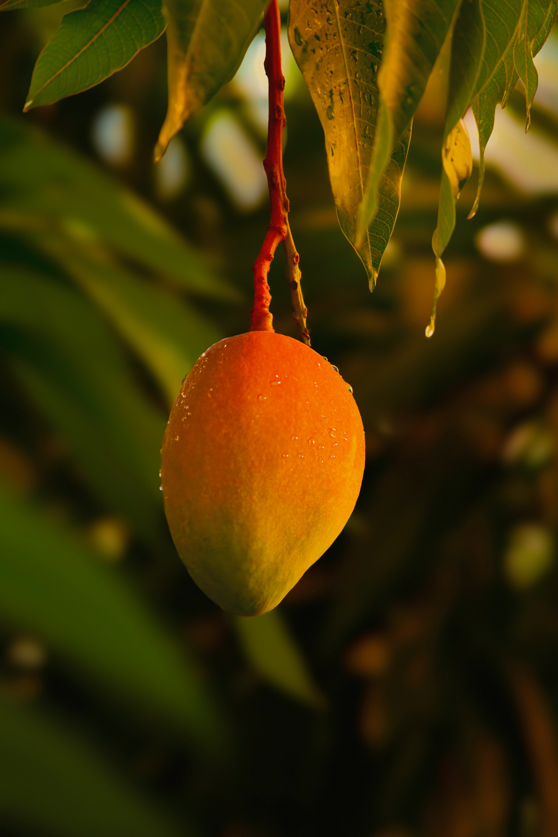 Beautiful Guava Mango 12.7 oz Body Scrub