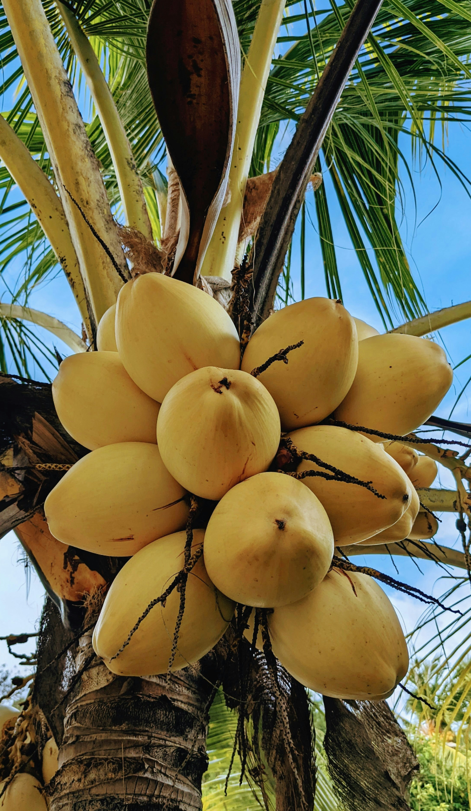 Beautiful Mango Coconut 32 oz Body Wash