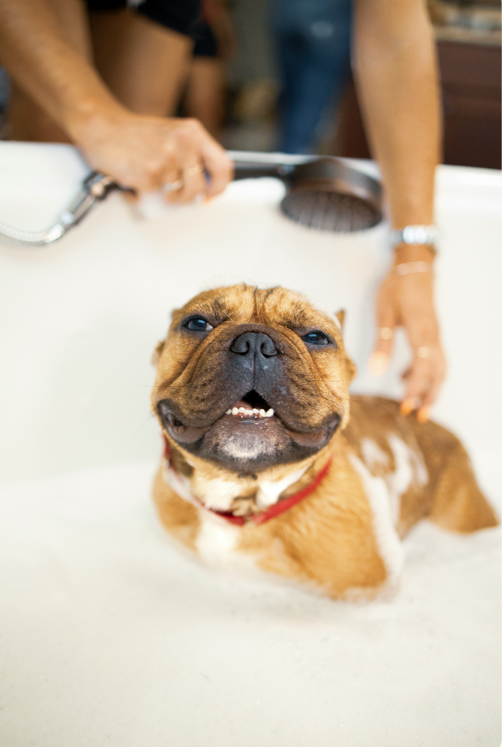 Beautiful Sand + Paws Pet Shampoo & Conditioner - Coconut & Lychee