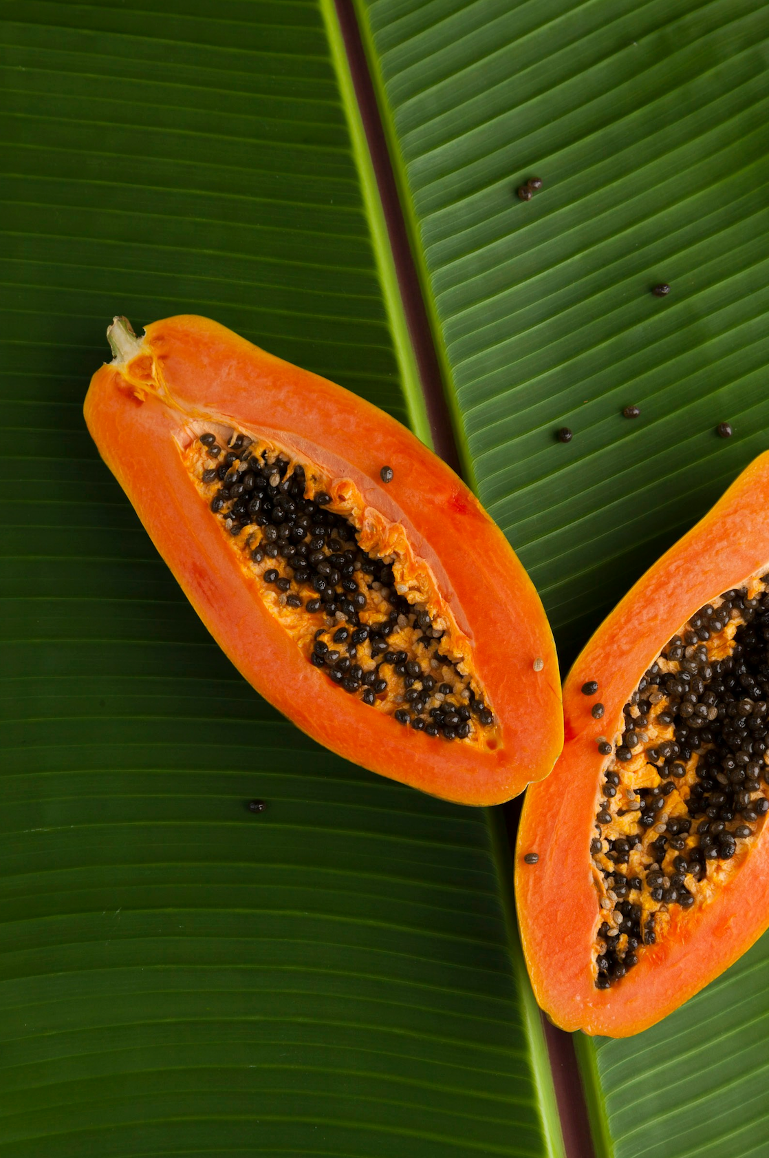 Signature Island Papaya 12 oz scented candle