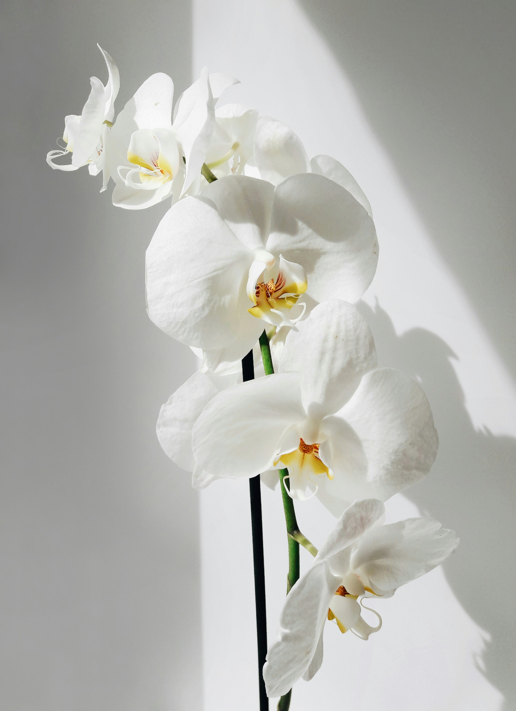 Beautiful Vanilla Orchid 16.9 oz Whipped Body Butter